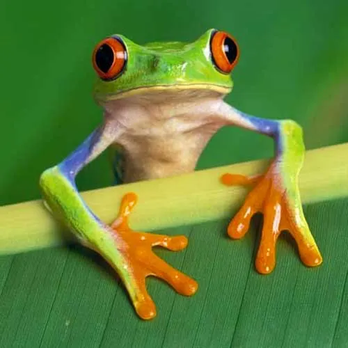 A tree frog on a leaf