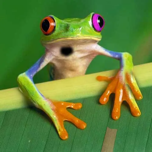 The same frog with five things changed